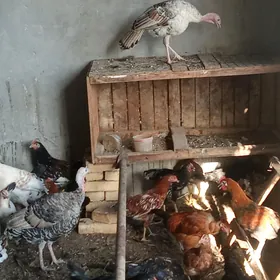 induklar