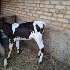 okuzce bn unajyn