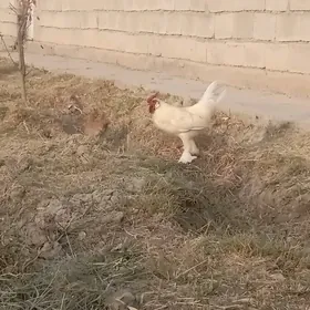 karlik Horazlar