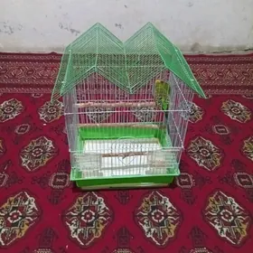 папугай