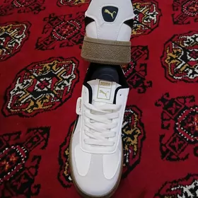 krasowka puma