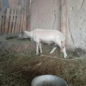 kockar