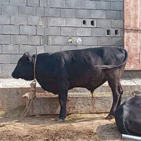 öküz