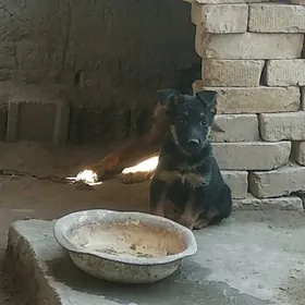 Овчарка Немецкий Чага