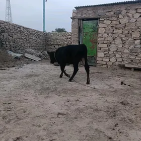 Öküzçe