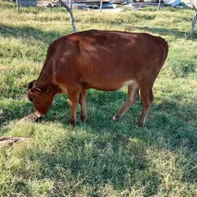 Göle