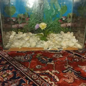 akwaryum