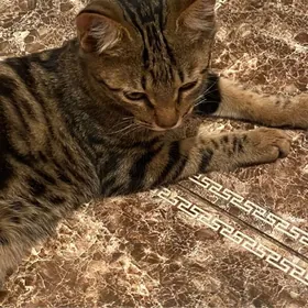 котенок