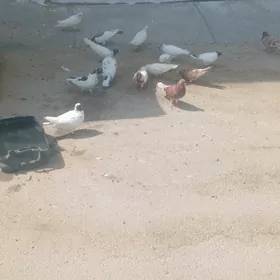 Kepderi