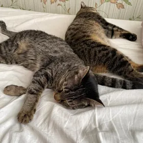 котята