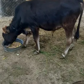 okiz