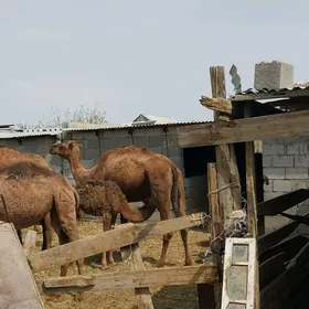 düye