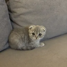 Котенок. Pishik