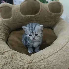 Котята шотландские