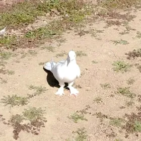 Kepderi