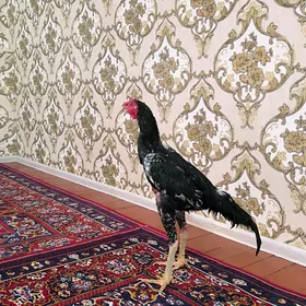 horaz