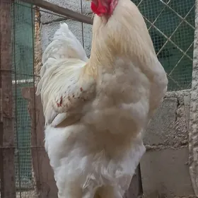 Brama Horaz