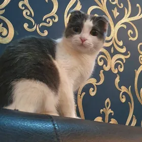 Вислоухая кошка