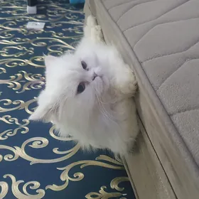 Персидская кошка