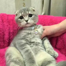 Шотландские котята
