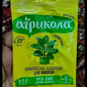домашние цветы