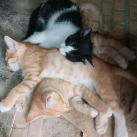 pisik caga