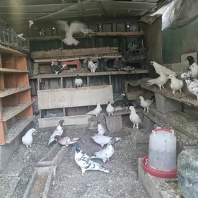 Kepderi