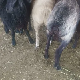 Goýun