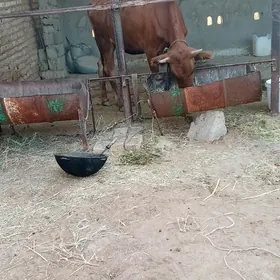 tüwe
