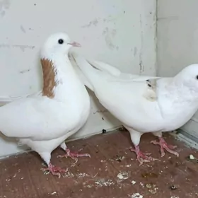 kepderikepderi