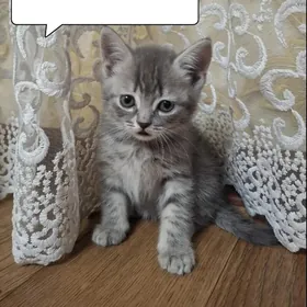 pişik