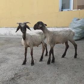 Tokli