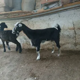 geçi