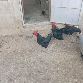 Horaz Ataks turk paroda