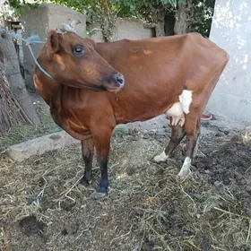 Goleli sygyr