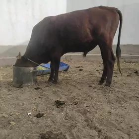 Öküz