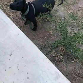 pitbul