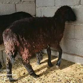 tokly garakol