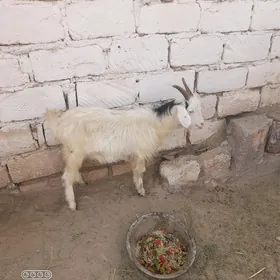 geci