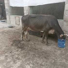 Gysyr SYGYR