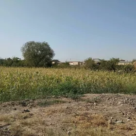 Mekge haşal ot