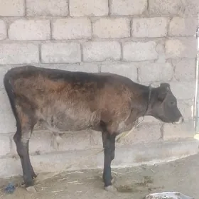 öküzçe