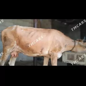sygyr