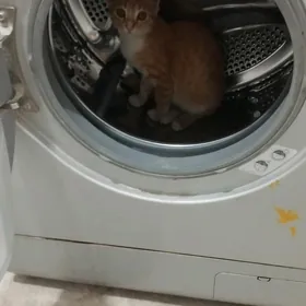 котенок pişik