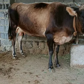 gysyr sygyr