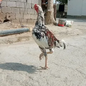 taşkent horaz