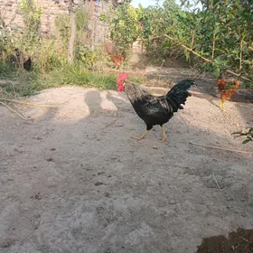 horaz