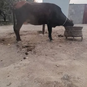 gysyr sygyr