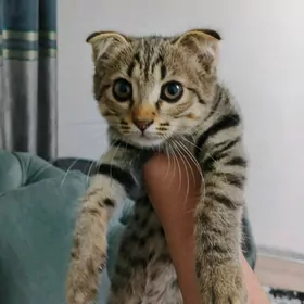 вислоухо котенок