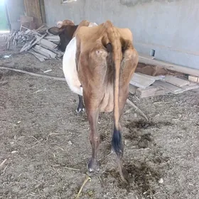 GQLELI  SYGYR